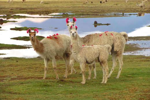 Uyuni Salts Flats wildlife