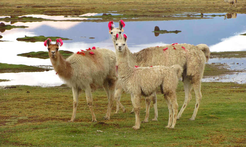 Uyuni Salts Flats wildlife
