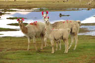 Uyuni Salts Flats wildlife