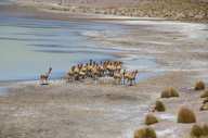 Vicuña Atacama