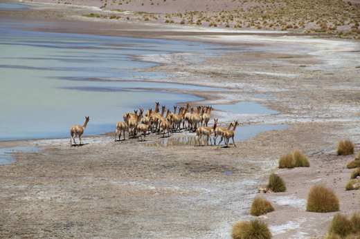 Vicuña Atacama
