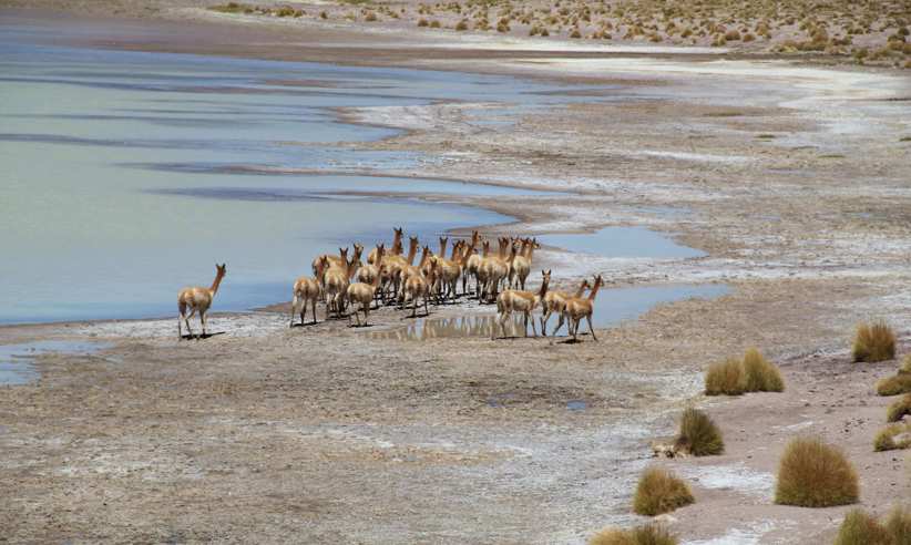Vicuña Atacama