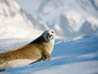 Ant Seal
