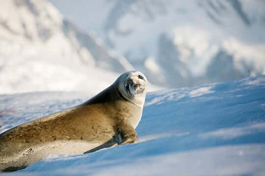 Ant Seal