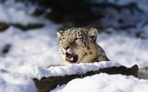 Snow Leopard G5f94e612a 1920