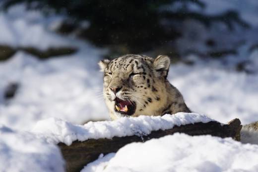 Snow Leopard G5f94e612a 1920