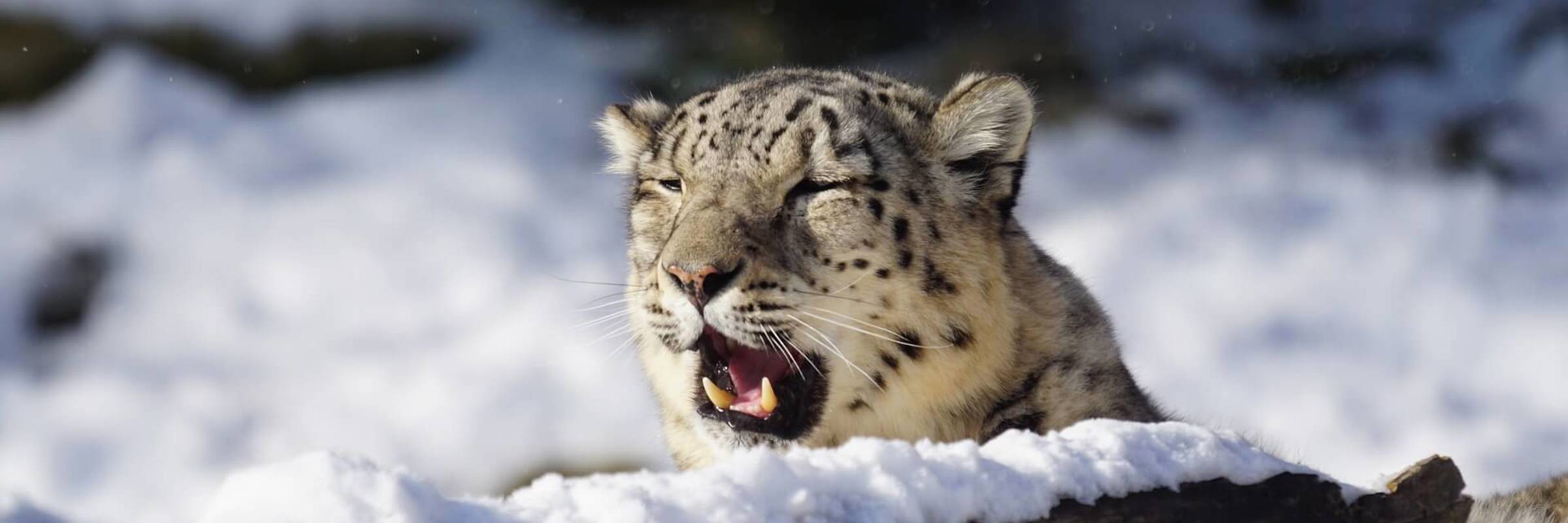 Snow Leopard G5f94e612a 1920