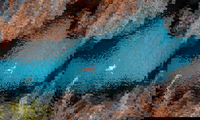 Swimming in the Galapagos