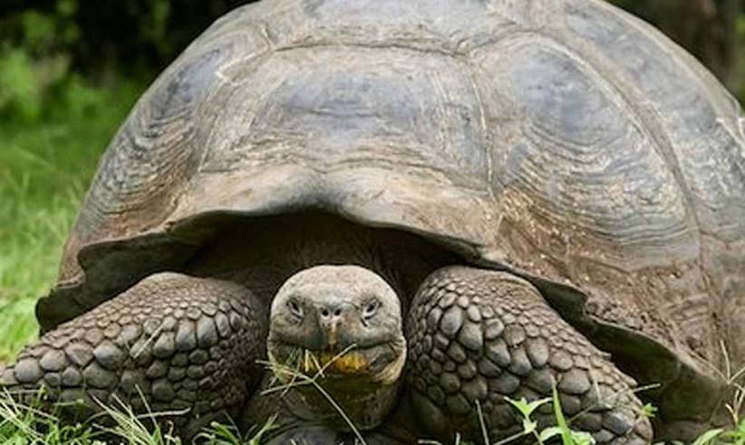 Visit the Charles Darwin Research Centre 