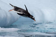 Gentoo Penguin Diving, Antarctica, Jamie Lafferty