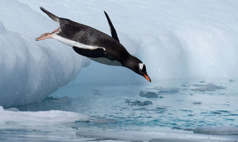 Gentoo Penguin Diving, Antarctica, Jamie Lafferty