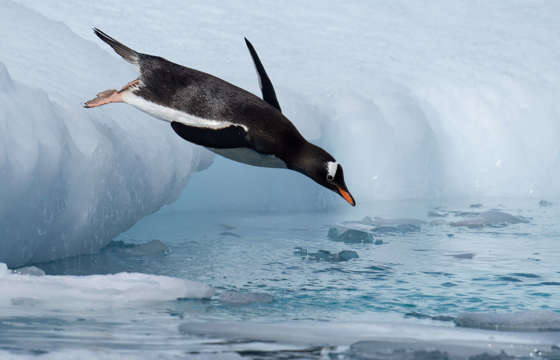 Gentoo Penguin Diving, Antarctica, Jamie Lafferty