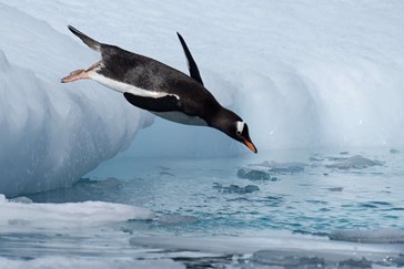 Gentoo Penguin Diving, Antarctica, Jamie Lafferty