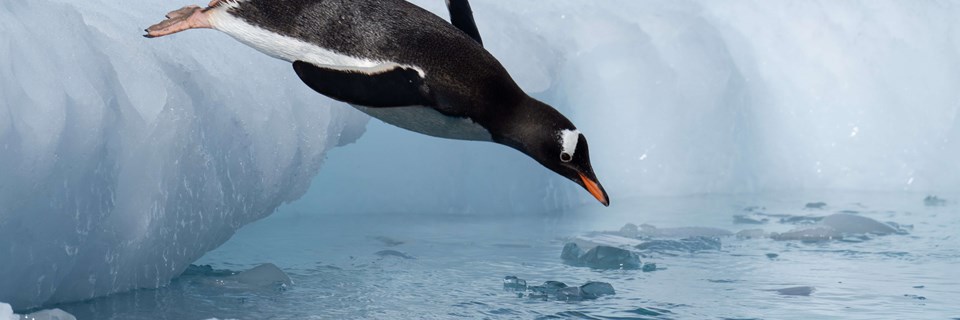 Gentoo Penguin Diving, Antarctica, Jamie Lafferty