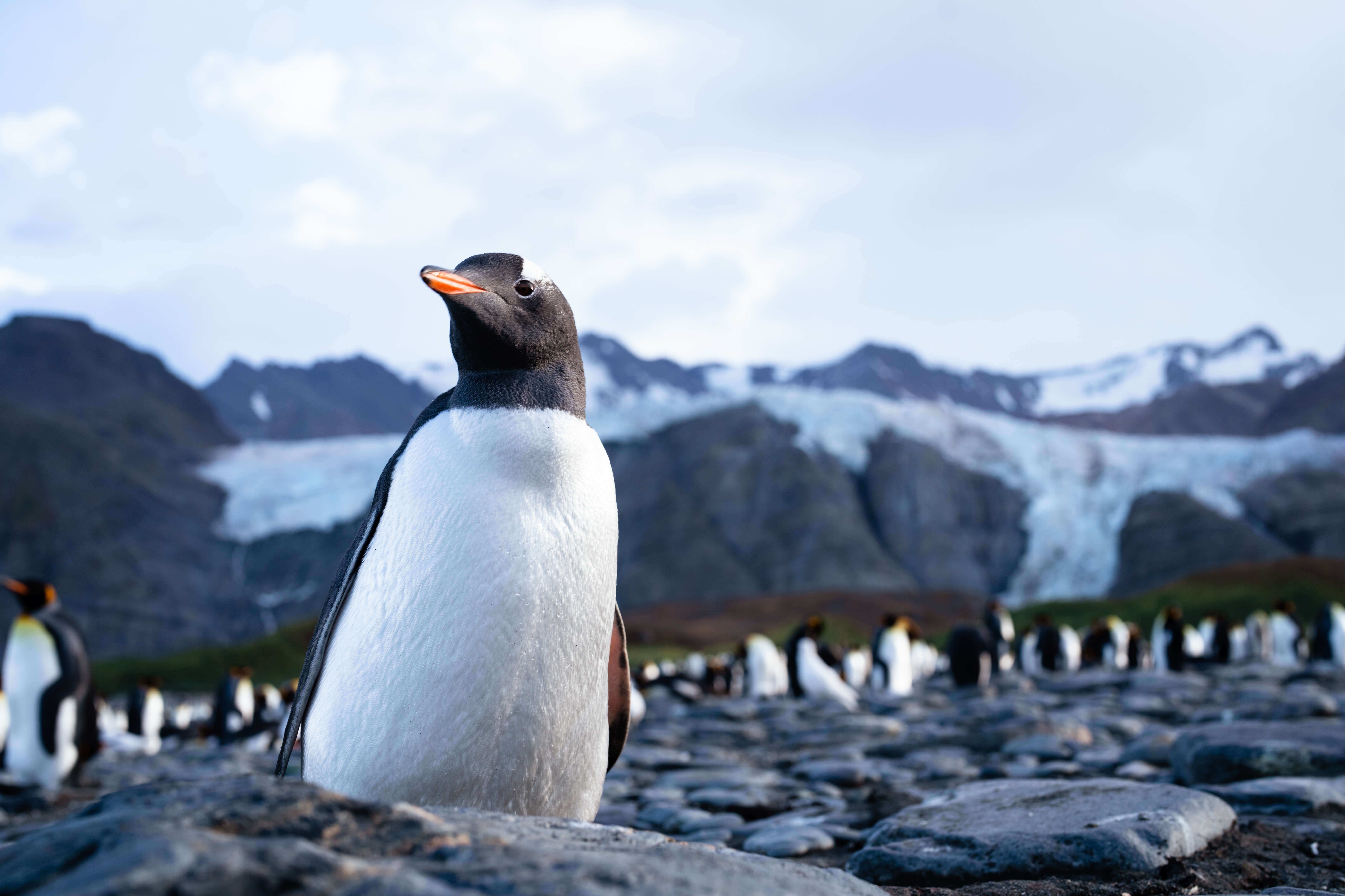 Gentoo Penguin