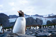 Gentoo Penguin