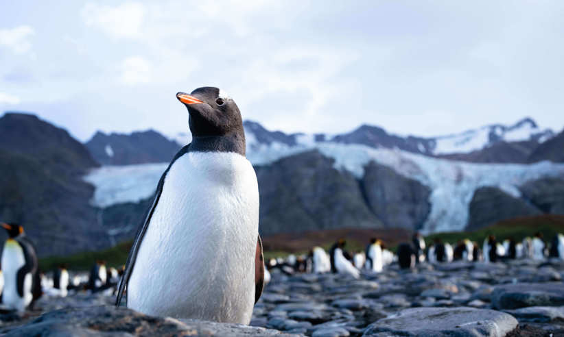 Gentoo Penguin