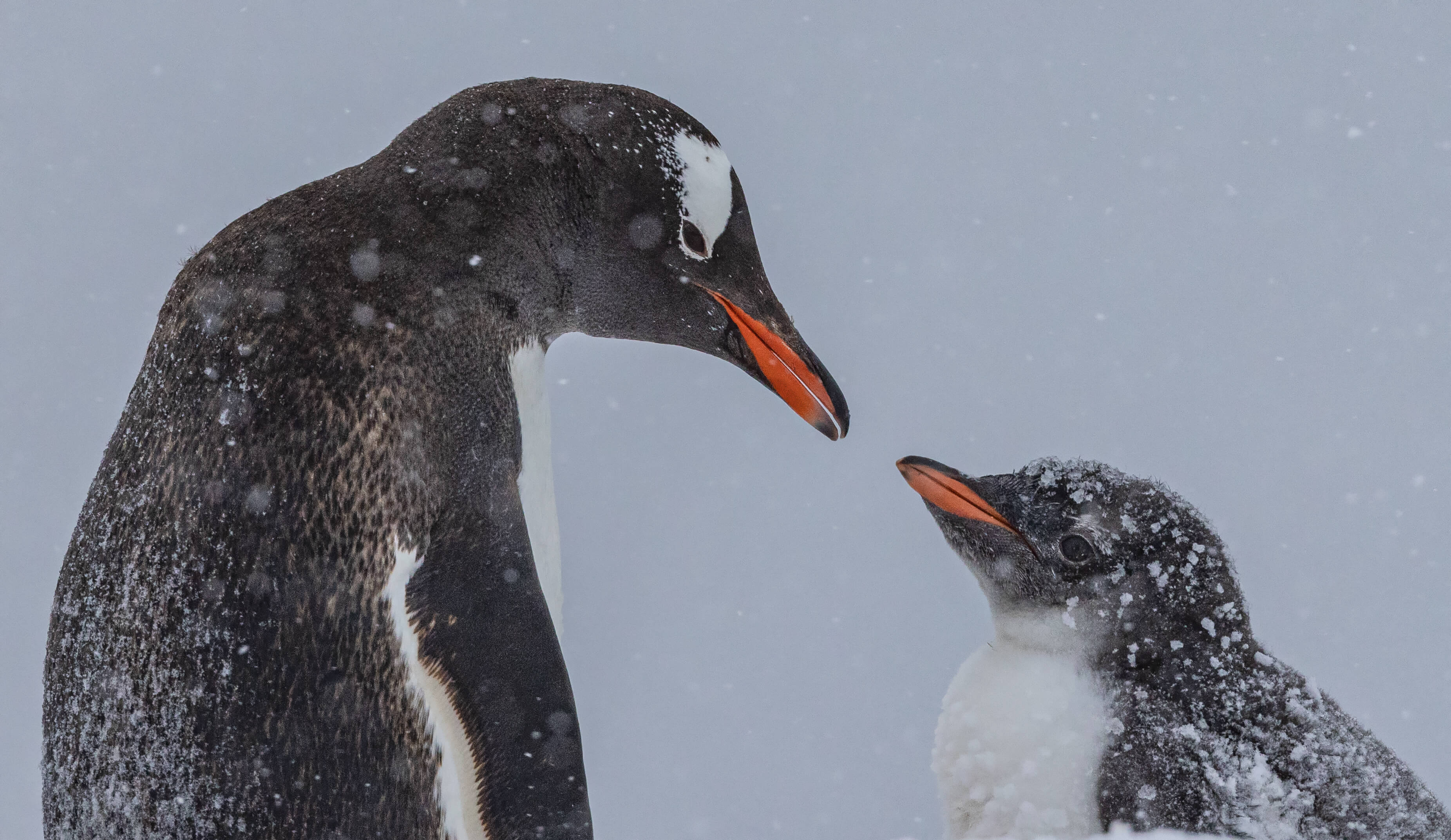 Gentoo Penguins, Damoy Point, Antarctica, Jocelyn Pride