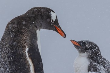 Gentoo Penguins, Damoy Point, Antarctica, Jocelyn Pride