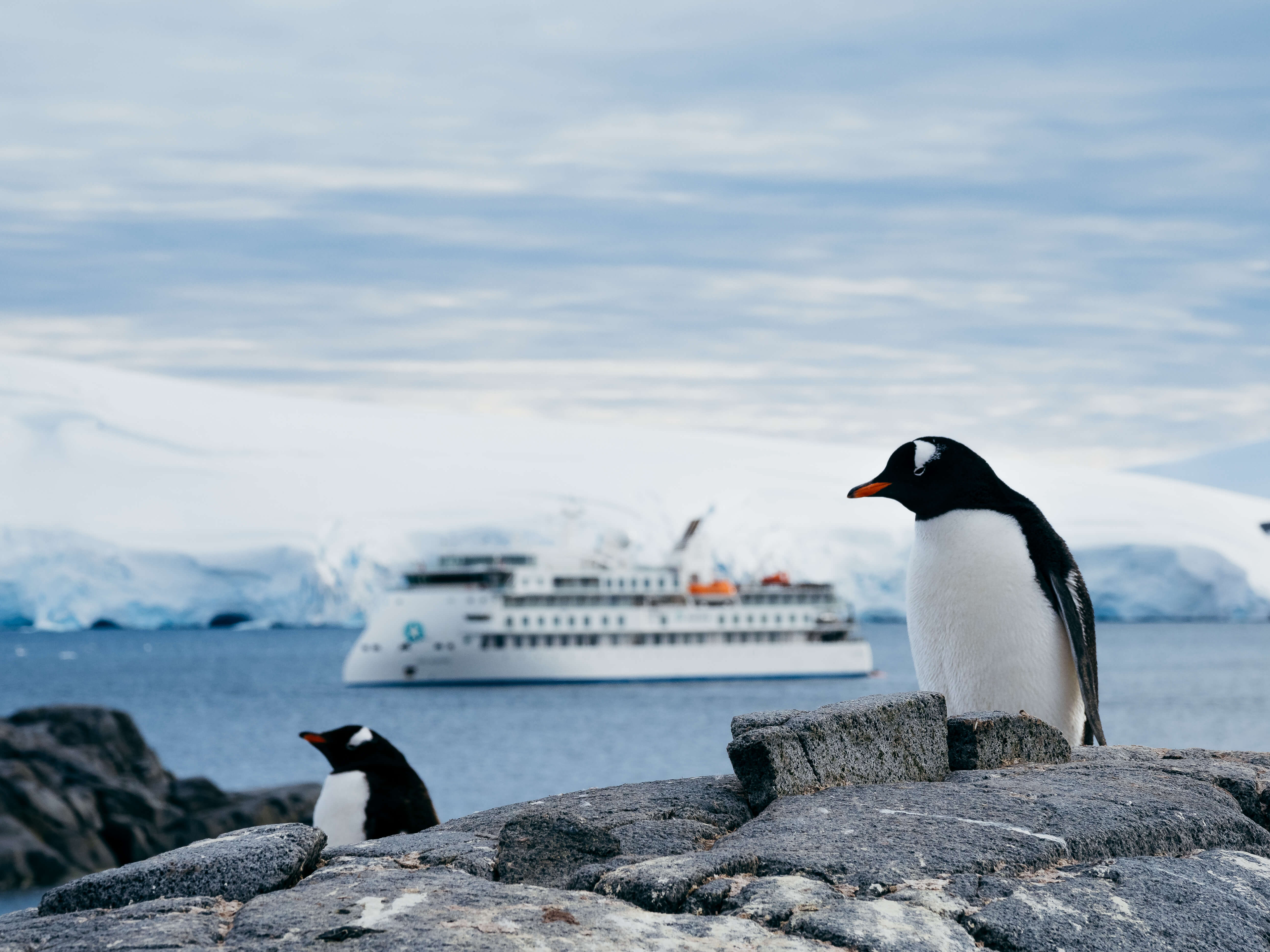Gentoo Penguins, Jougla Point, Antarctica, Matt Horspool