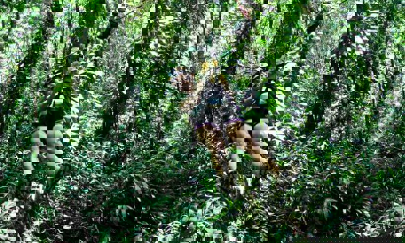 Adventures in the forest