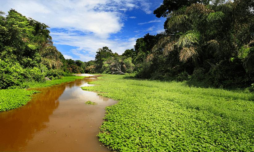 Magical Tortuguero
