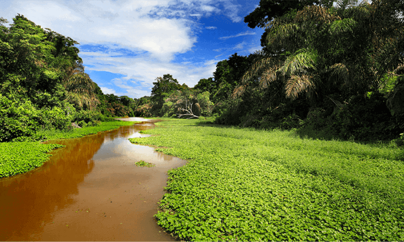 Magical Tortuguero