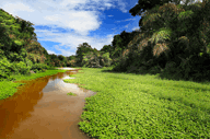 Magical Tortuguero
