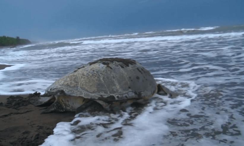 Observe turtles nesting on the beach