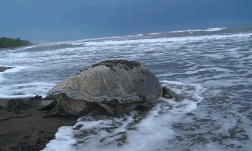 Observe turtles nesting on the beach