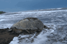 Observe turtles nesting on the beach