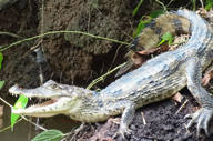 Amazing wildlife