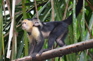 Observe different species of monkey