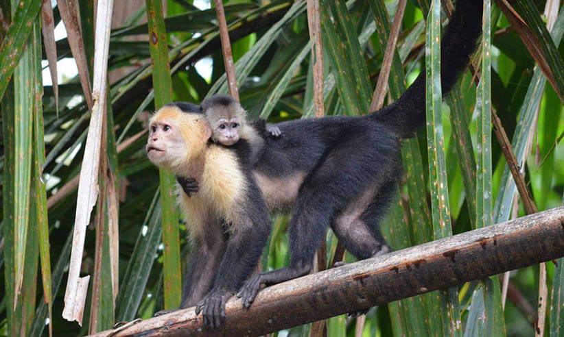 Observe different species of monkey