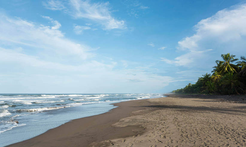 Observe nesting turtles from July to October 