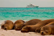 Seaman Journey 