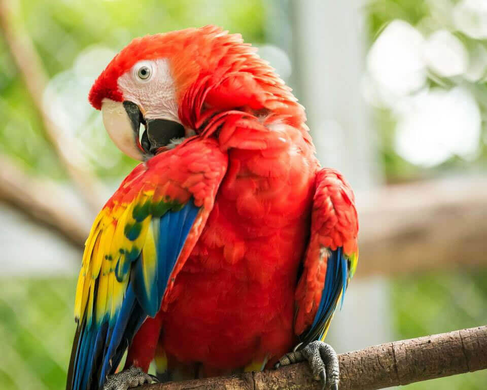 Scarlet macaw