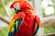 Scarlet macaw