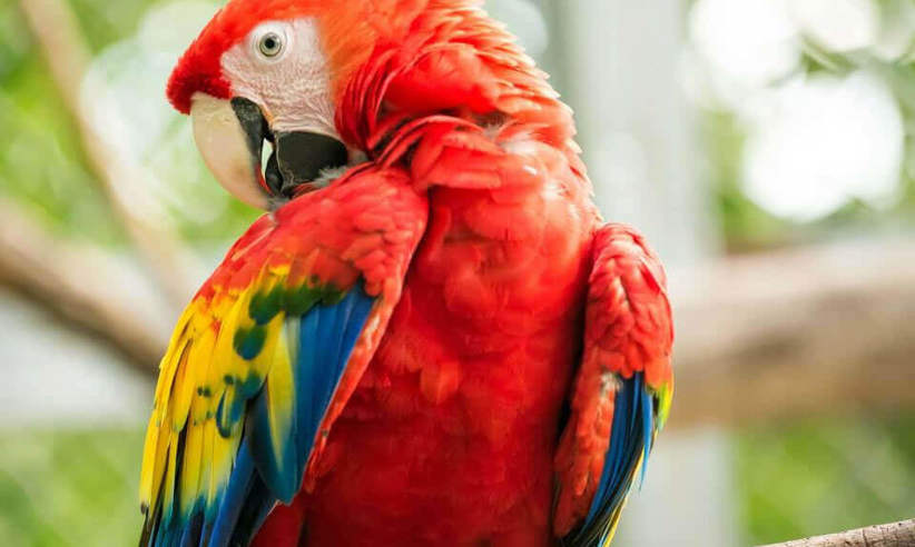 Scarlet macaw