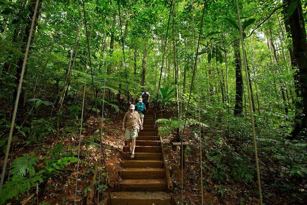 Explore the rainforest 