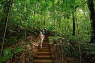 Explore the rainforest 