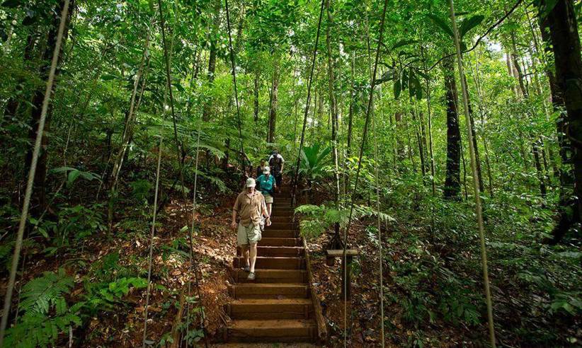Explore the rainforest 