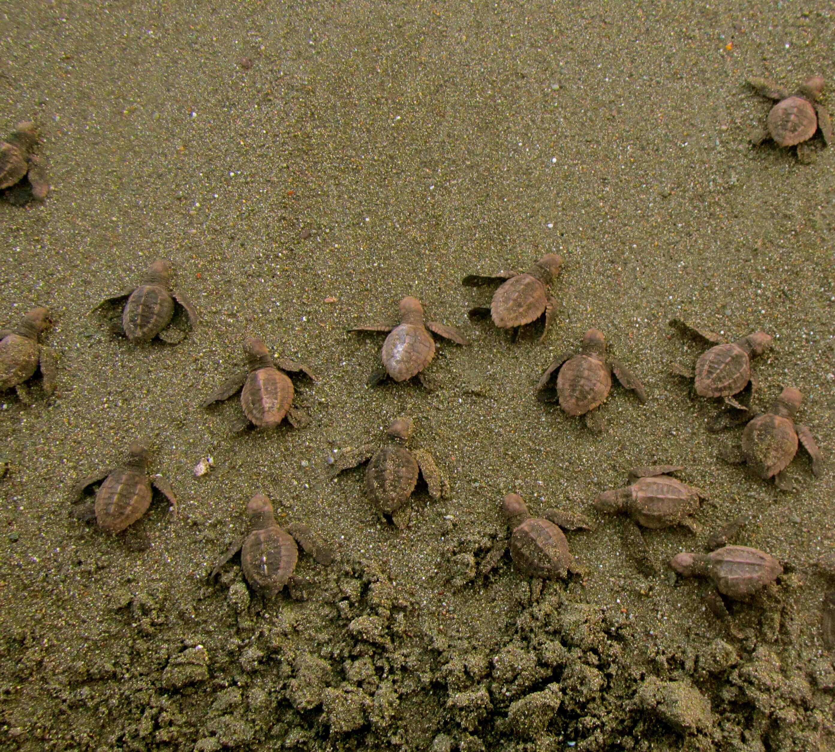 Observe turtles on the beach 