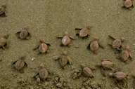 Observe turtles on the beach 