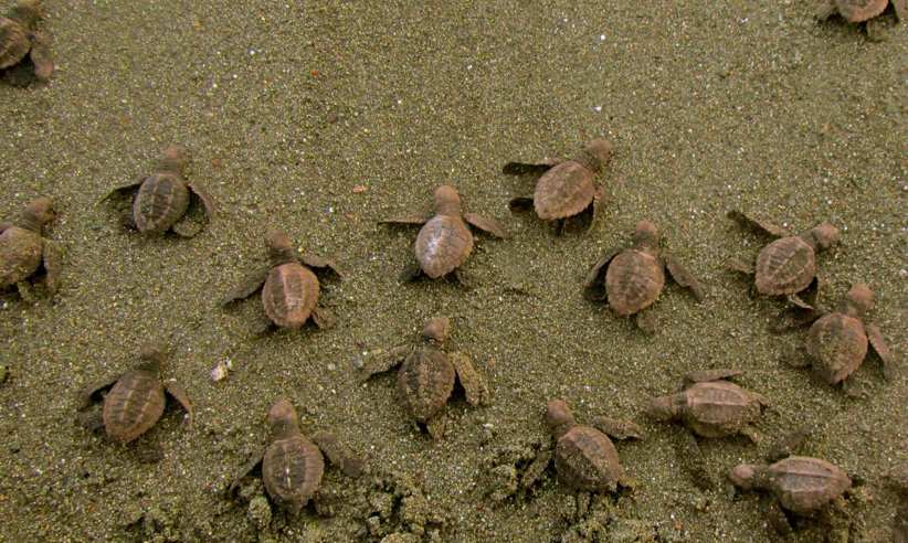 Observe turtles on the beach 