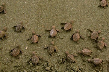Observe turtles on the beach 