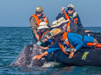 Whales Mexico (1)