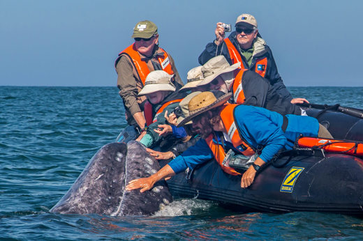 Whales Mexico (1)