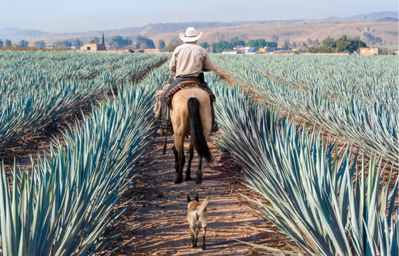 Sisal fields