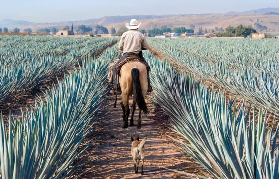 Sisal fields